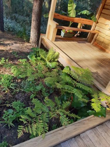 a wooden deck with green plants next to a tree at Sielerus in The Crags