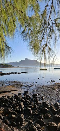 a tree hanging over a beach with the water at Kot Nou - Kwizine Mama Manze Lakaz in Mahébourg
