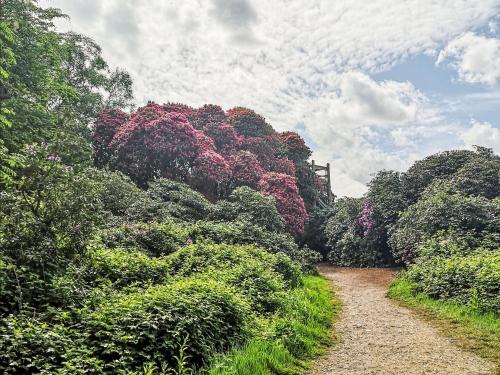a dirt road in the middle of a bunch of trees at Elm Barn Lodge in Freethorpe