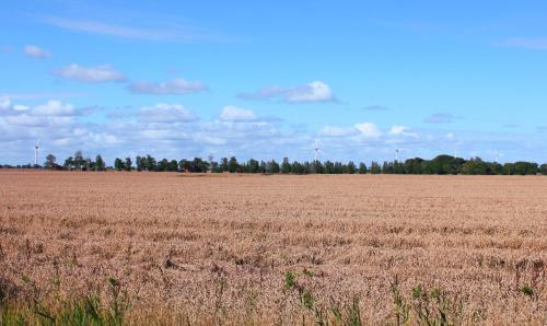 a large field of wheat with trees in the background at Nr 19 - Ferienhaus "Florentina" in Carolinensiel