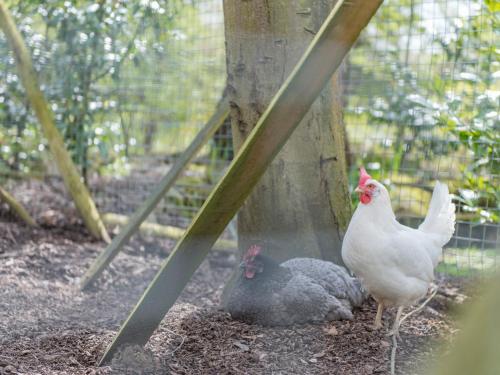 two chickens standing next to each other in a cage at Woolhouse Barn in Hunton