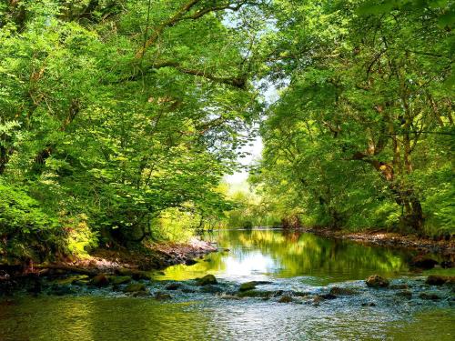 a river in the middle of a forest with trees at Sunnyside in New Galloway