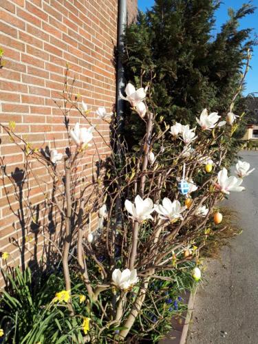 a bunch of white flowers in front of a brick wall at Haus Veronika in Fehmarn