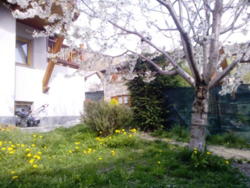 a tree in a yard next to a house at Casa Adriana in Saint Vincent