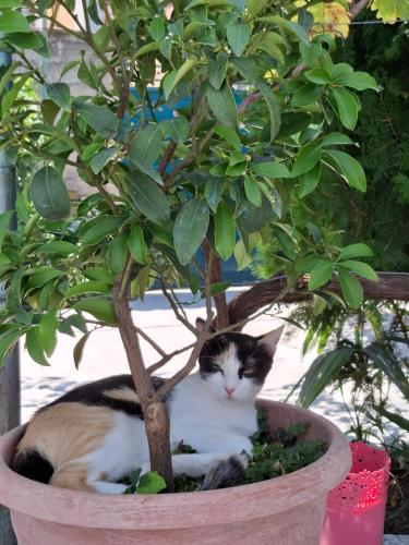 a cat is sitting in a potted plant at Guest House Luna in Gjirokastër