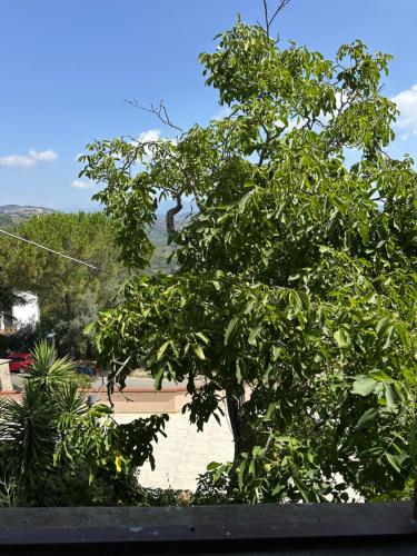 a tree in front of a building at Dimora Borgo Torre in Rutino