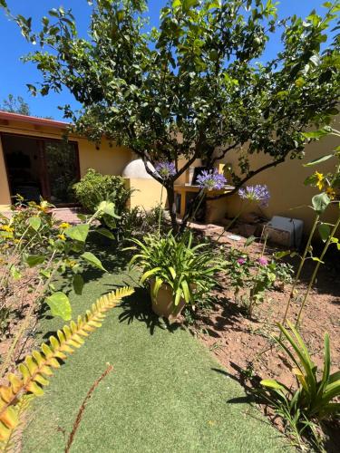 un jardín con un árbol y algunas plantas en DA BARBARINA Casa Vacanze sud Sardegna, en Capoterra