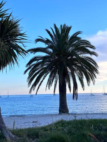 a palm tree on a beach near the water at Il Piccolo - Cosy emplacement de rêve in Bandol