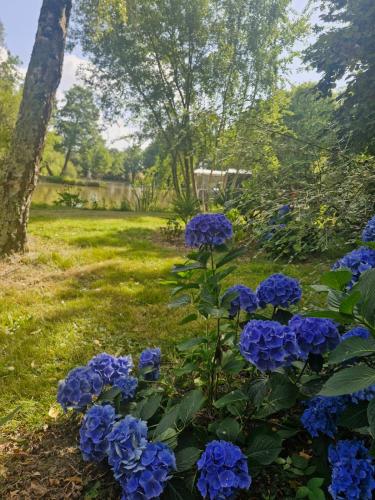 a bush of blue flowers in a yard at Chalet sur l'eau dans un cadre idyllique in Nesmy