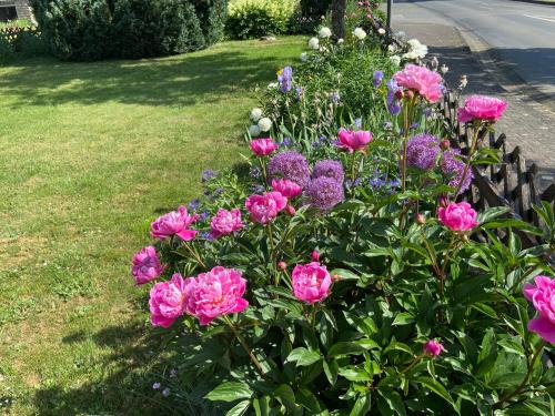 a bunch of pink flowers in a garden at Haus Dorfidyll in Rodershausen