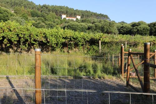 a fence in front of a field with vines at Casa dos Macieis - Entire Main House, Entire Guesthouse or Separate Wing of Main House - Camino Santiago direct access & Optional Agritourism in Facha