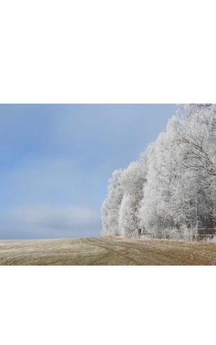 a group of trees in a field with a blue sky at Hotel U Radnice Aš in Aš