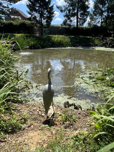 a white bird standing in front of a pond at Au petit bonheur de séraphine in Saint-Aubin