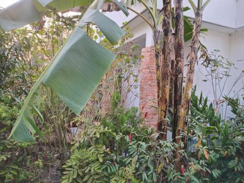 a green net hanging from a tree in a garden at living waters in Bombo