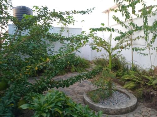 a garden with a tree and a stone path at living waters in Bombo