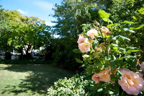 a bush with pink flowers in a yard at Lowena Cafe and Accommodation in Hobart