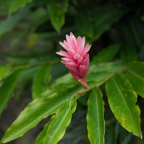a pink flower on a plant with green leaves at KING BED & HOT TUB in Cloud Forest Mountains with WIFI, Volcán, Panama in Nueva California