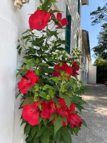 a bush of red flowers on the side of a building at Hôtel Beausoleil in Montélimar