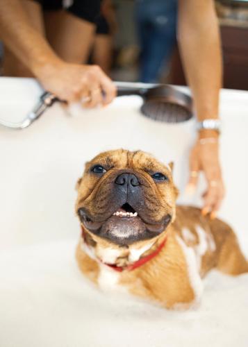 a dog is looking up at the camera at Naturally Pacific Resort in Campbell River