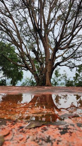 a reflection of a tree in a puddle of water at Kamshet Lakeside Serene Artist Villa in Somavadi