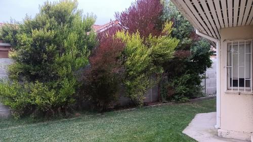 a row of bushes in front of a house at Casa totalmente equipada in Quillota