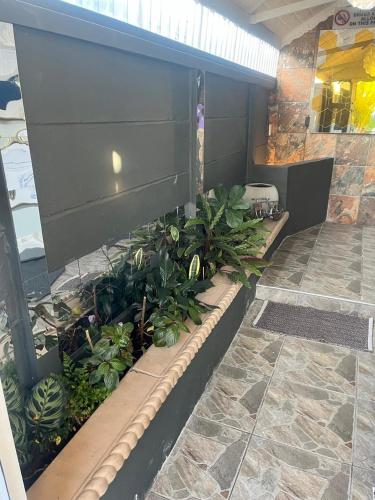 a garden on the side of a building with plants at Mitchell's Guesthouse in Parow