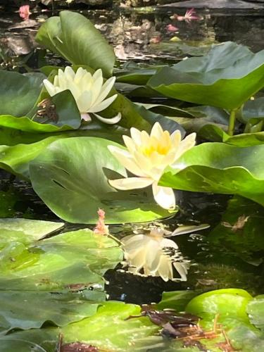two white water lilies in a pond with green leaves at Aranyhal Vendégház in Poroszló