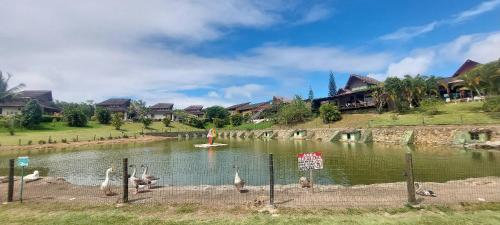 a group of swans in a pond in a yard at Winterville Residence Gravatá por Yolo in Gravatá