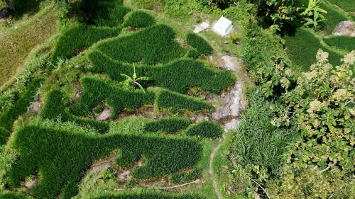 an aerial view of a field of grass and plants at Wonogiri Rocks in Tempuran