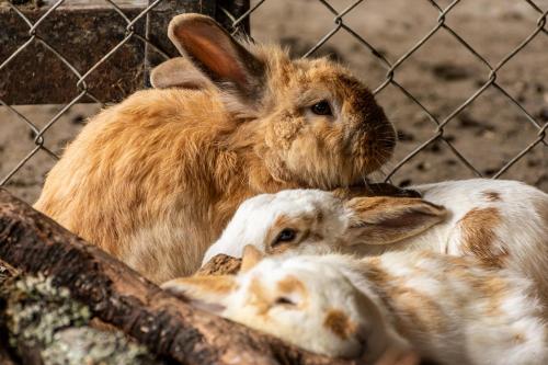 two rabbits are in a cage at Cabañas El Edén in Chía