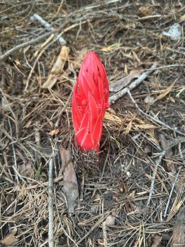 a red leaf on the ground at Mariposa Grove Creekside Retreat in Fish Camp