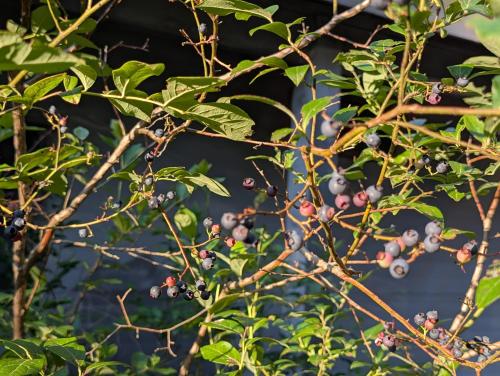 a bunch of berries on a tree branch at Pet-friendly, secluded, and peaceful pondside home near to Keene and Rindge NH in Fitzwilliam