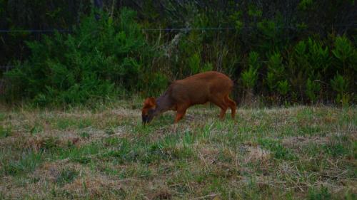 Animales en la casa de huéspedes o alrededores