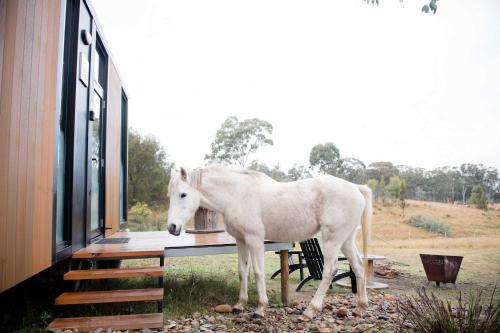 Doyles CreekにあるBundaleer Tiny House 2 by Tiny Awayの建物の外に立っている白い馬