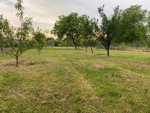 Taman di luar Martin Vendégház