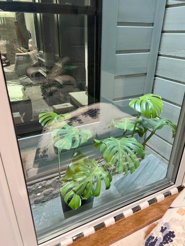 a window with two potted plants on it at Open-Plan Gold Rush Suite In Central SF - Location and Luxury in San Francisco