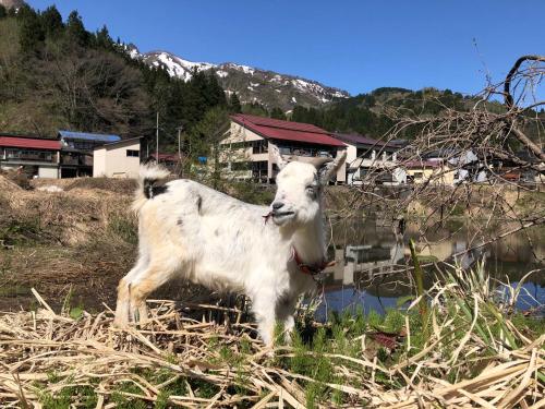 a goat standing in a field next to a body of water at わくわく自然体験の宿ゲストハウス山楽 in Itoigawa