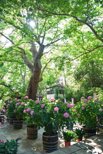 a bunch of flowers in pots in front of a tree at Hotel Filoxenia in Portariá