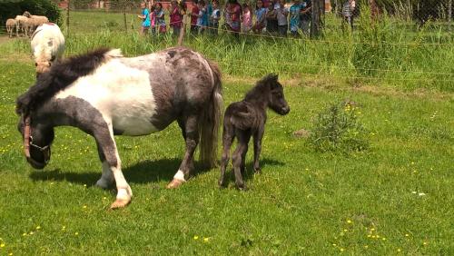 a horse and a baby horse standing in a field at Nyírfás Camping in Nagykanizsa