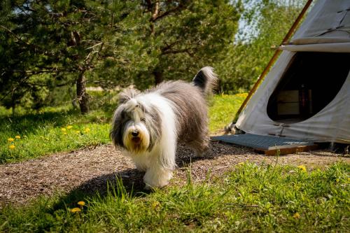 a small dog standing next to a tent at Briedžio sapnas in Sudervė