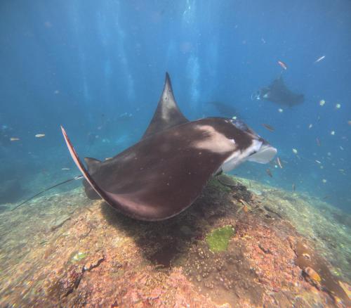 a stingray swimming on top of the ocean floor at Varigata Private Villa Nusa Penida in Sampalan