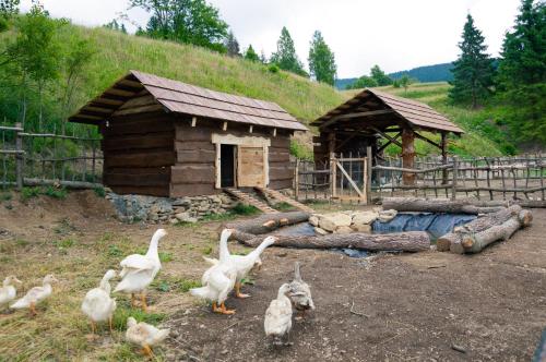 a group of birds standing in front of a building at Hotel Telgárt - Turistické ubytovanie in Telgárt