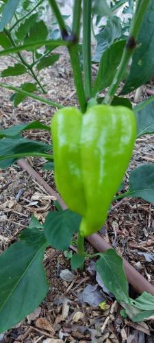 a green pepper is growing on a plant at Yurts in Cyprus - Koliba Tiny House in Simou