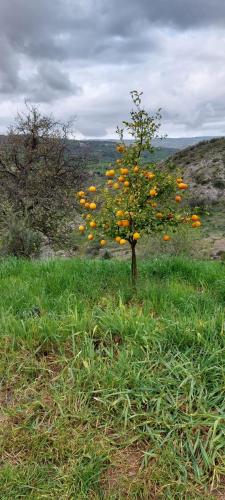 a small orange tree in the middle of a field at Yurts in Cyprus - Koliba Tiny House in Simou