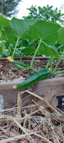 a green plant growing out of a wooden box at Yurts in Cyprus - Koliba Tiny House in Simou