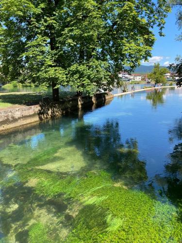 a body of water with a tree in the middle at Apartments & Rooms Fountain in Bihać