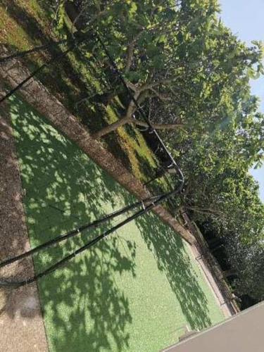 a shadow of a tree on a green field at Dimora Ulivo in Impalata