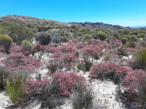 Φωτογραφία από το άλμπουμ του Biedouw Valley Wegbreek σε Cederberg