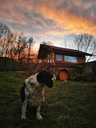 a dog standing in the grass in front of a building at Studio Belvedere in Mălăeşti