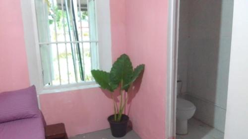 ein rosa Zimmer mit einem lila Sofa und einer Pflanze in der Unterkunft villa Haborend in Galle